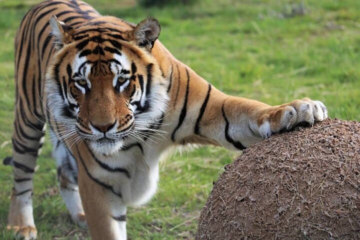 Tiger Valley Tour at Lionsrock: Up-Close Big Cat Sanctuary Experience photo 4