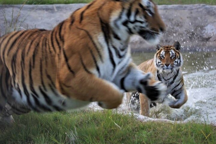 Tiger Valley Tour at Lionsrock: Up-Close Big Cat Sanctuary Experience photo 5