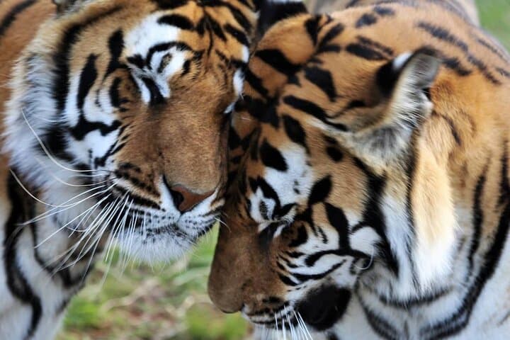 Tiger Valley Tour at Lionsrock: Up-Close Big Cat Sanctuary Experience