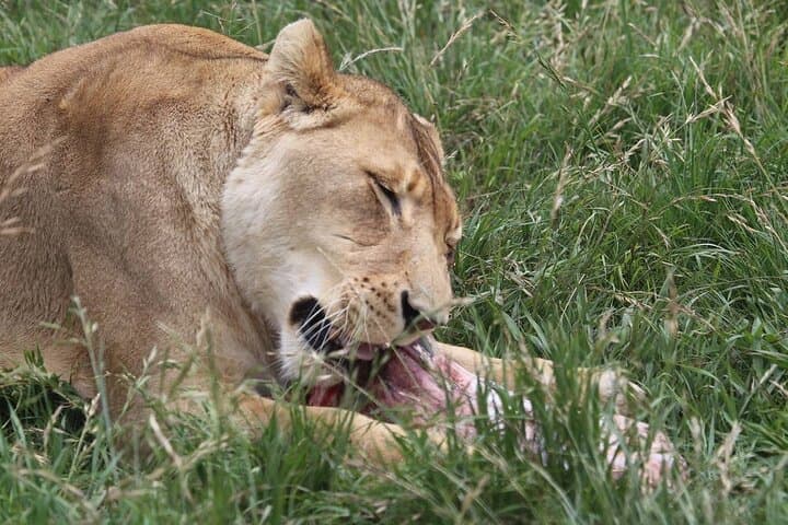 Feeding Tour at LionsRock Big Cat Sanctuary — Bethlehem, South Africa photo 2