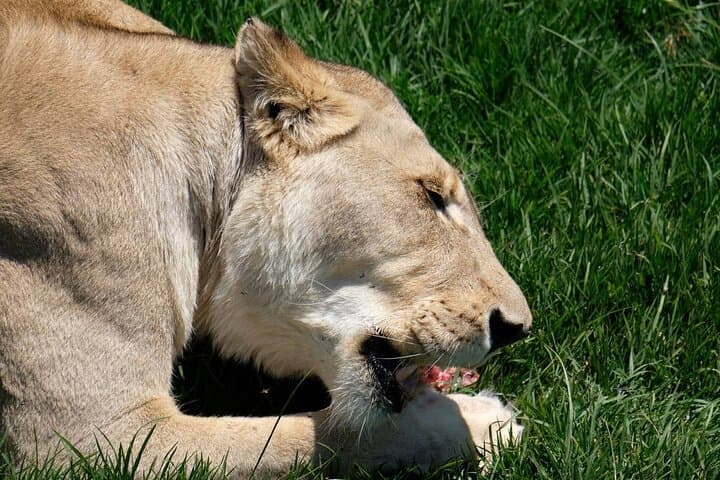 Feeding Tour at LionsRock Big Cat Sanctuary — Bethlehem, South Africa
