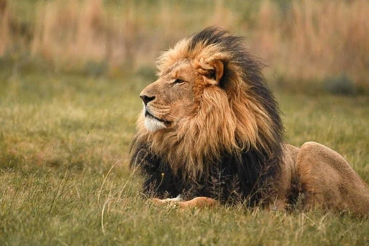 Exclusive Sanctuary Tour: Behind-the-Scenes at Lionsrock Big Cat Sanctuary