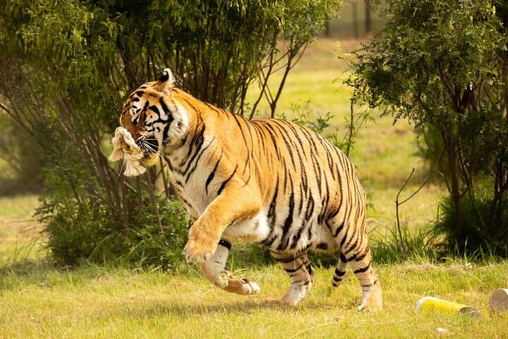 Lionsrock Big Cat Enrichment Tour — Hands-On Sanctuary Experience Near Bethlehem photo 3