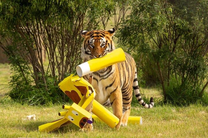 Lionsrock Big Cat Enrichment Tour — Hands-On Sanctuary Experience Near Bethlehem photo 1