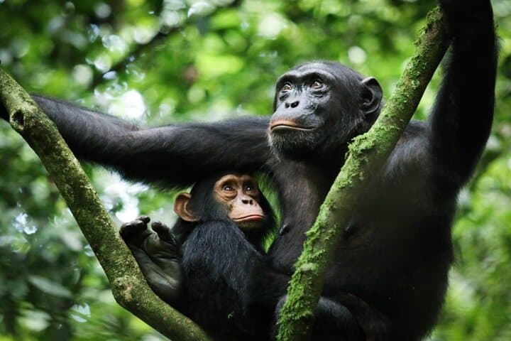 3-Day Kibale Chimpanzee Tracking Tour in Uganda