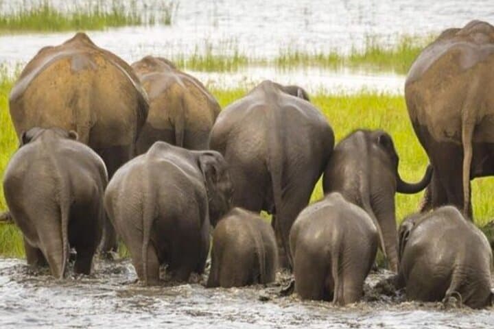 Kaudulla Jeep Safari and Dambulla Cave Temple Day Tour from Trincomalee photo 2