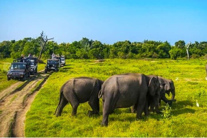 Kaudulla Jeep Safari and Dambulla Cave Temple Day Tour from Trincomalee photo 4
