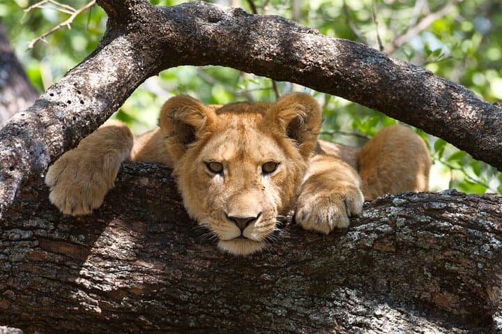 5-Day Northern Tanzania Safari: Tarangire, Serengeti, Ngorongoro & Lake Manyara photo 4
