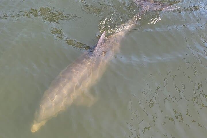 2-Hour Indian River Dolphin & Manatee Sightseeing Cruise (Melbourne/Cocoa Beach) photo 3