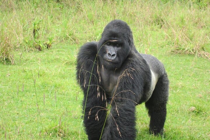 2-Day Ultimate Gorilla Trekking in Volcanoes National Park Rwanda photo 4