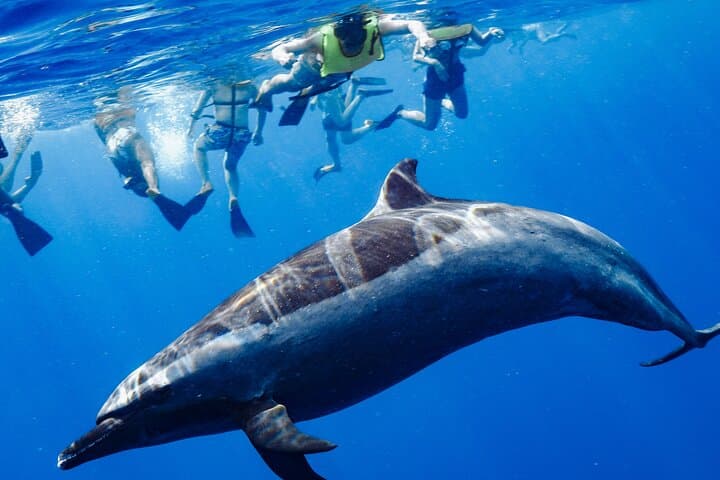 Oahu Speedboat Dolphin Swim: Waianae Wild Dolphins & Turtle Snorkel photo 4