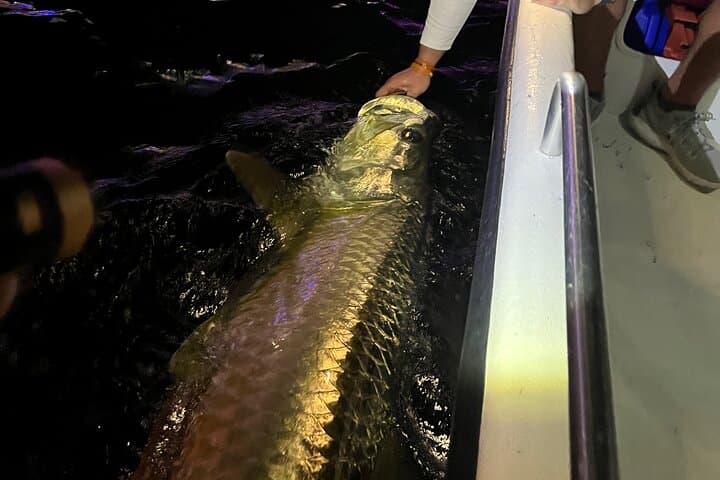 Chasing Silver Kings: Tarpon & Snook Fishing Charter in Ft. Lauderdale photo 6