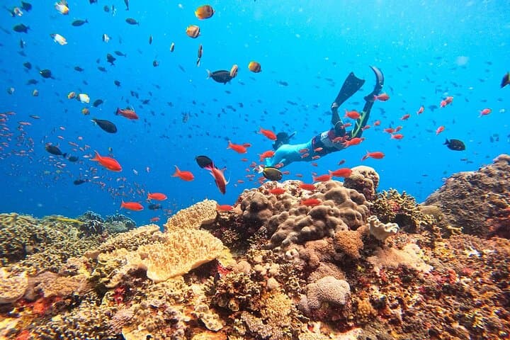 Swim with Manta Rays: Nusa Lembongan Snorkel Day Trip from Bali photo 3