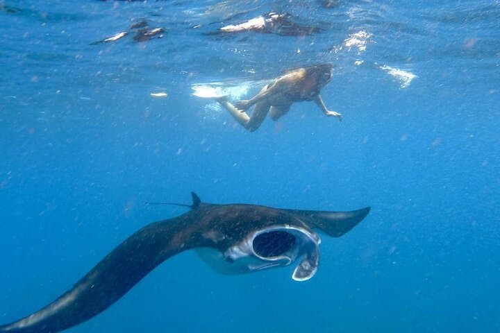 Snorkel with Manta Rays at Nusa Lembongan: Day Trip from Bali photo 2
