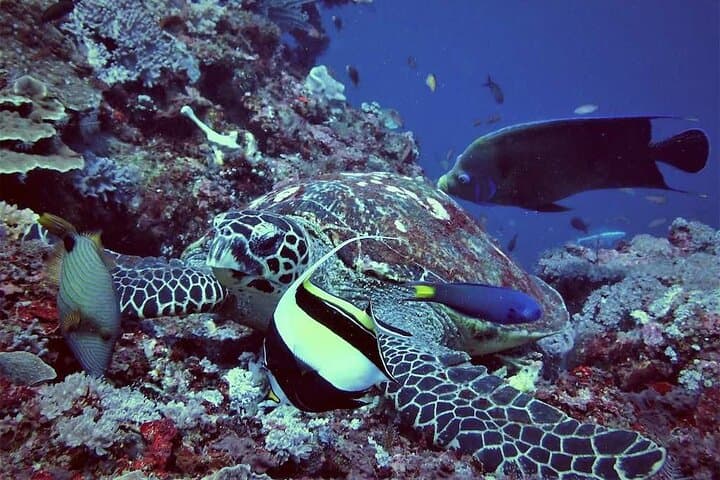 Lembongan Snorkeling with Manta Rays — Full-Day Island & Manta Bay Tour photo 3