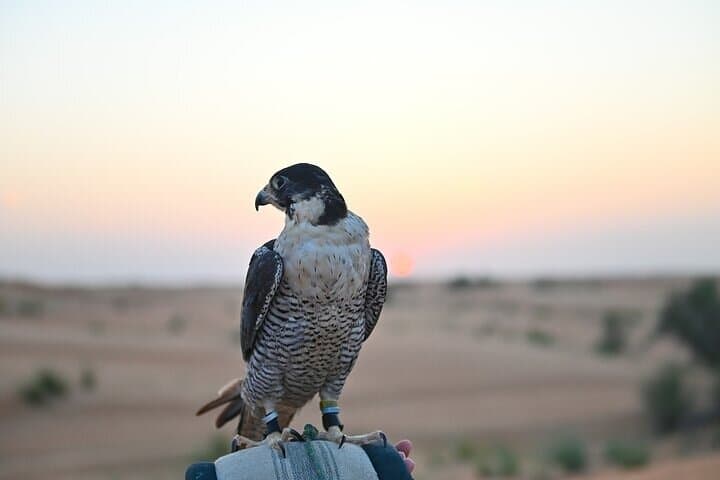 Dubai: Burj Khalifa 124/125 + Evening Desert Safari and BBQ Dinner photo 3