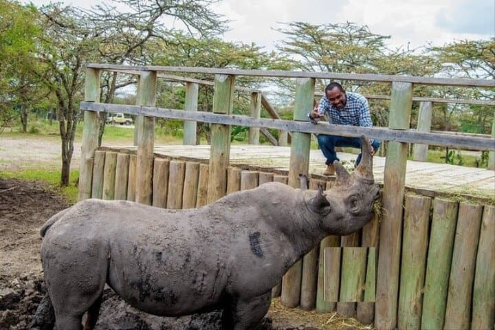 Ol Pejeta Conservancy Day Safari: Chimp Sanctuary, Black Rhinos & Trout Tree Lunch photo 6