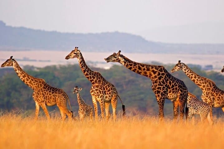 4-Day Comfort Safari: Tarangire, Ngorongoro Crater & Materuni Waterfall Experience photo 3