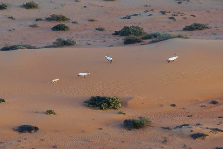 Sunrise Hot Air Balloon Ride in Dubai with Buffet Breakfast & Camel Ride photo 4