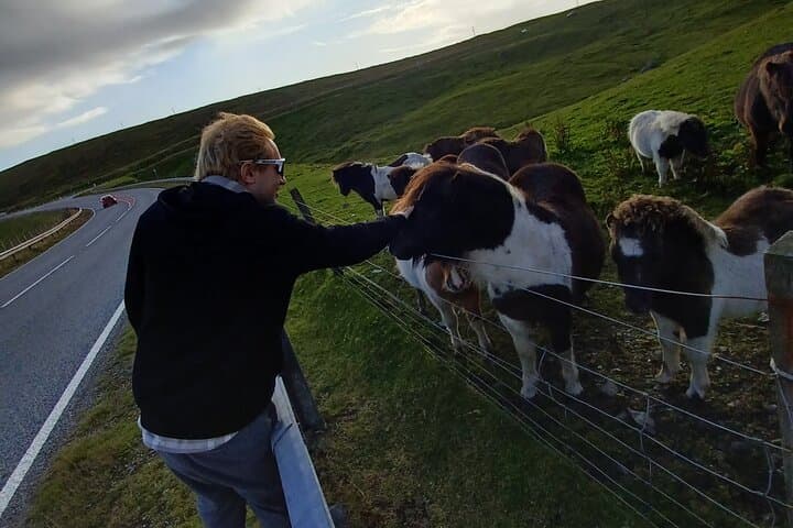 Meet Shetland's Ponies: Private Ponies Express Tour to Scalloway (from Lerwick) photo 2