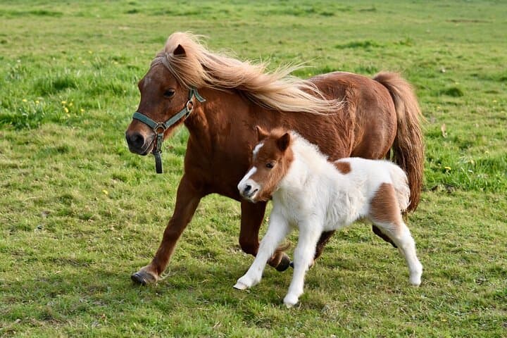 Meet Shetland's Ponies: Private Ponies Express Tour to Scalloway (from Lerwick)