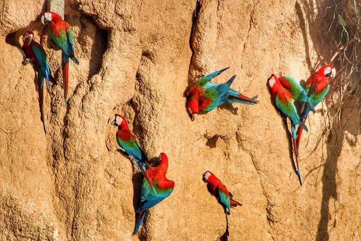 Tambopata Explorer's Inn: 3-Day Amazon Wildlife & Claylick Adventure from Cusco photo 2