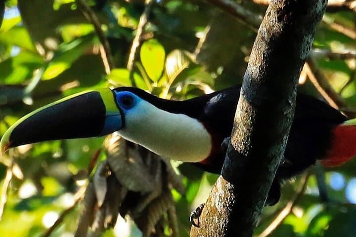 Tambopata Explorer's Inn: 3-Day Amazon Wildlife & Claylick Adventure from Cusco photo 3