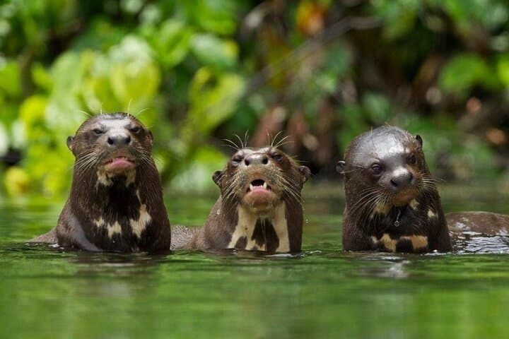 Tambopata Explorer's Inn: 3-Day Amazon Wildlife & Claylick Adventure from Cusco photo 4