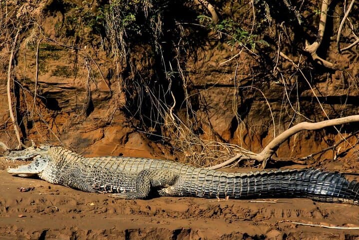 Tambopata Explorer's Inn: 3-Day Amazon Wildlife & Claylick Adventure from Cusco photo 5