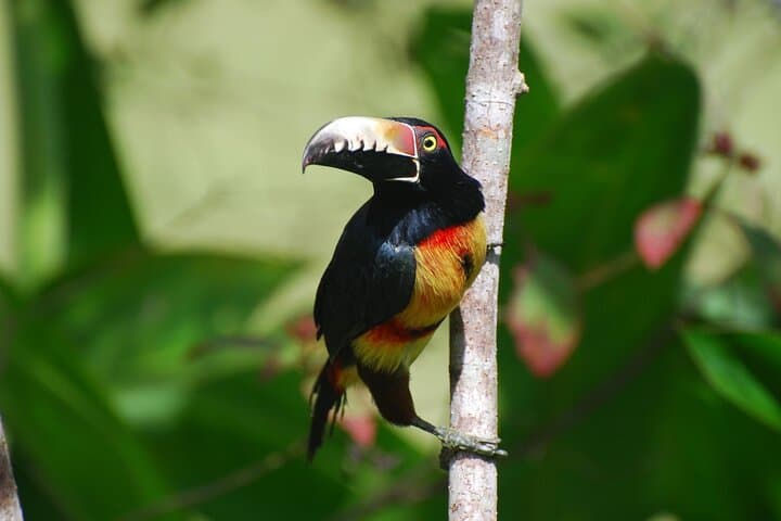 Belize Birdwatching Tour in Hopkins — 3-Hour Guided Morning Birding photo 2