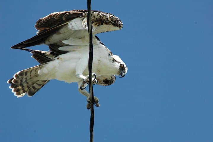 Belize Birdwatching Tour in Hopkins — 3-Hour Guided Morning Birding photo 3