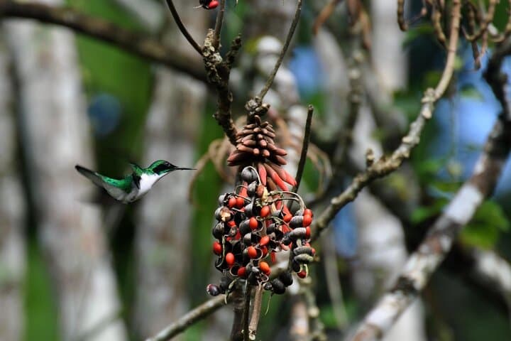 Belize Birdwatching Tour in Hopkins — 3-Hour Guided Morning Birding photo 4