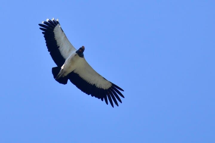 Belize Birdwatching Tour in Hopkins — 3-Hour Guided Morning Birding photo 5