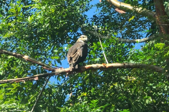 Belize Birdwatching Tour in Hopkins — 3-Hour Guided Morning Birding photo 6