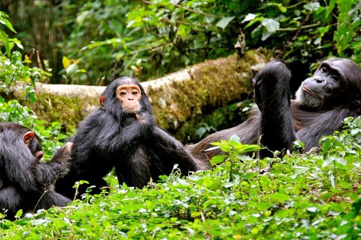 Emerald Escape: 3-Day Nyungwe Rainforest Canopy, Chimps & Waterfall Hike photo 3