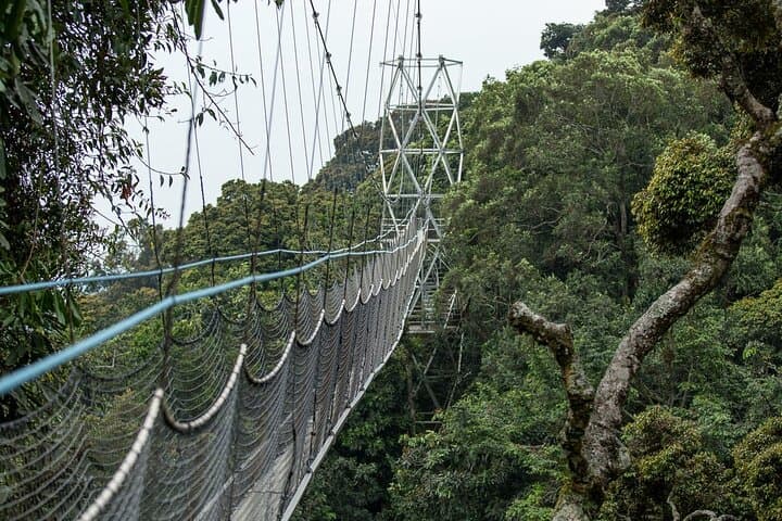Emerald Escape: 3-Day Nyungwe Rainforest Canopy, Chimps & Waterfall Hike photo 5
