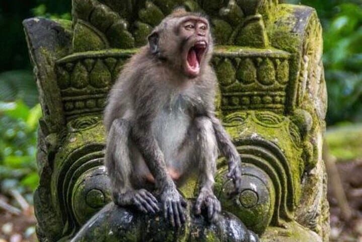 Private Ubud Tour and Quad Bike: Tegenungan Waterfall, Monkey Forest & Rice Views photo 2