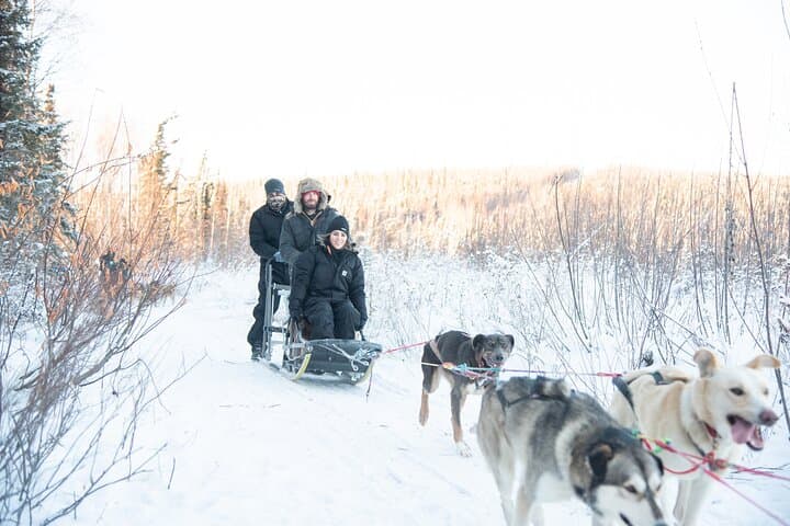 Alaska Dogsled & Reindeer Day Trip to Borealis Basecamp (Fairbanks)
