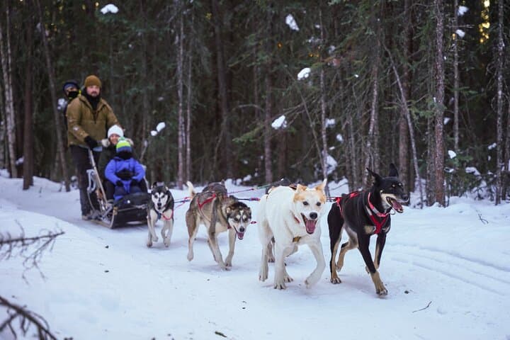 Alaska Dogsled & Reindeer Day Trip to Borealis Basecamp (Fairbanks) photo 3