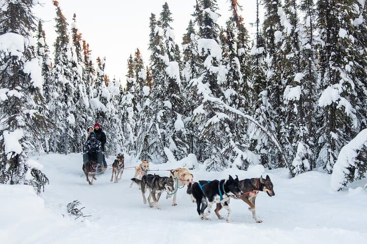 Alaska Dogsled & Reindeer Day Trip to Borealis Basecamp (Fairbanks) photo 6