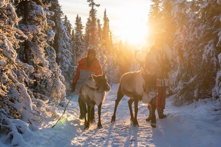 Alaska Dogsled & Reindeer Day Trip to Borealis Basecamp (Fairbanks) photo 2