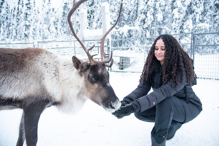Reindeer and Snowmobile Day Trip to Borealis Basecamp — Fairbanks Arctic Adventure photo 5