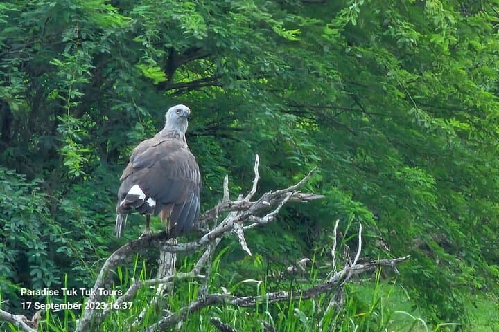 Morning Bundala Safari from Tangalle — Migratory Birds & Coastal Wildlife photo 2