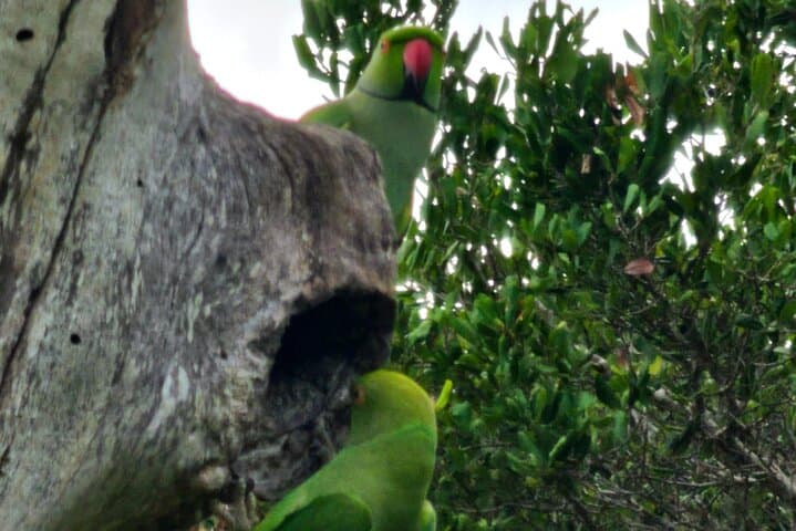 Morning Bundala Safari from Tangalle — Migratory Birds & Coastal Wildlife photo 3