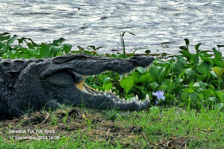 Morning Bundala Safari from Tangalle — Migratory Birds & Coastal Wildlife photo 4