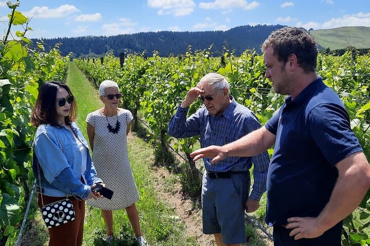 Martinborough Foodie & Winery Day Tour — Vineyards, Cheese, Olives and Chocolate photo 1