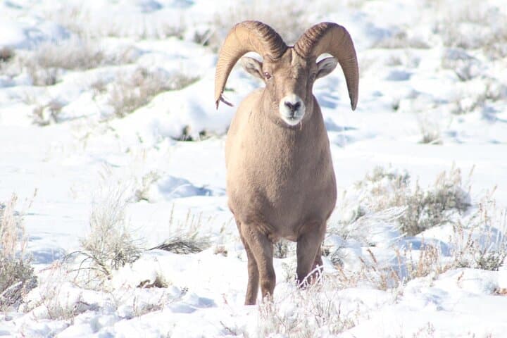 Half-Day Private Winter Wildlife Tour in Jackson Hole: See Elk, Bison & Moose