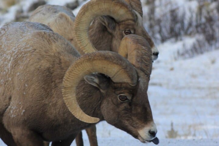 Half-Day Private Winter Wildlife Tour in Jackson Hole: See Elk, Bison & Moose photo 3