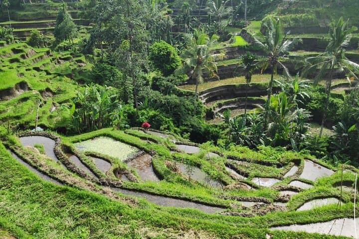 Ubud Highlights Private Day Tour: Tirta Empul, Rice Terraces & Secret Waterfall photo 3