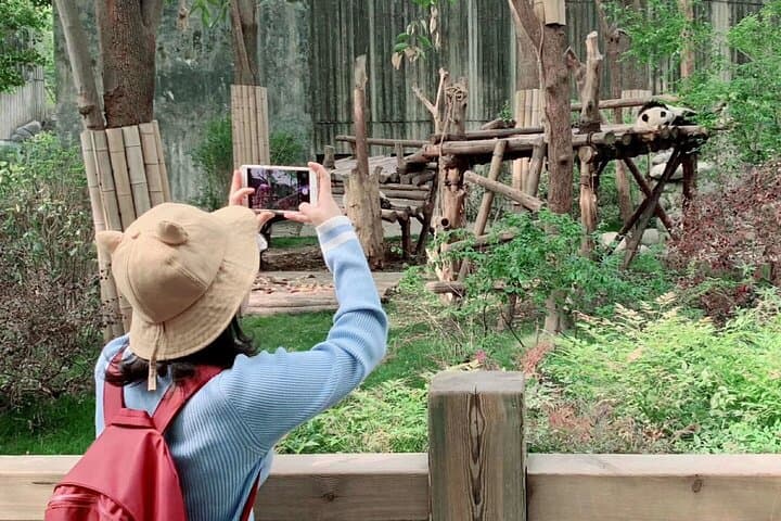 Chengdu Giant Panda Breeding Research Base: Visitor Ticket & Practical Guide photo 2